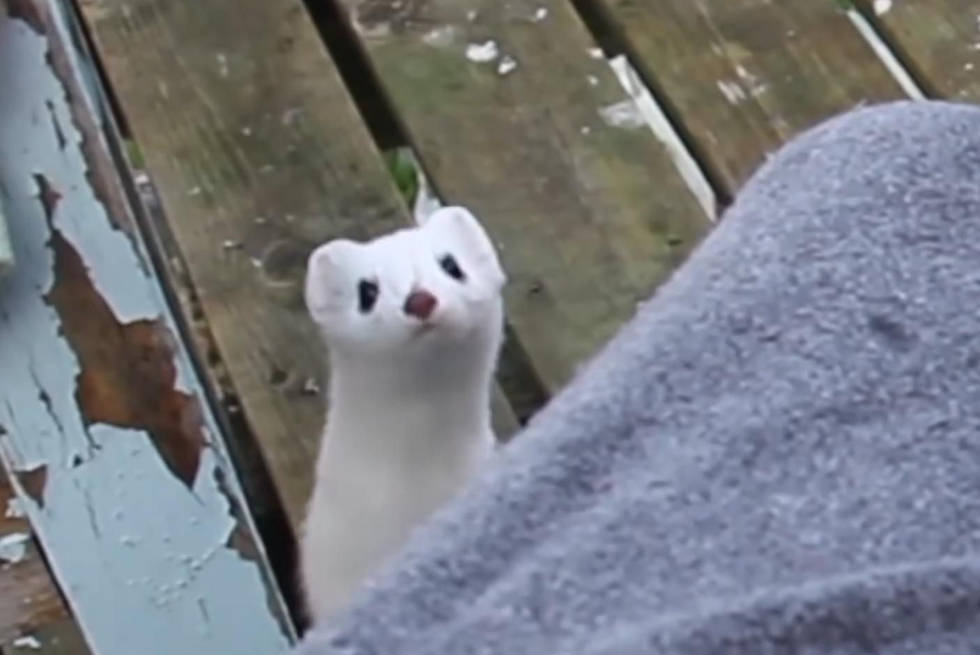 黄鼠狼黄大仙的视频,黄鼠狼捕捉黄大仙