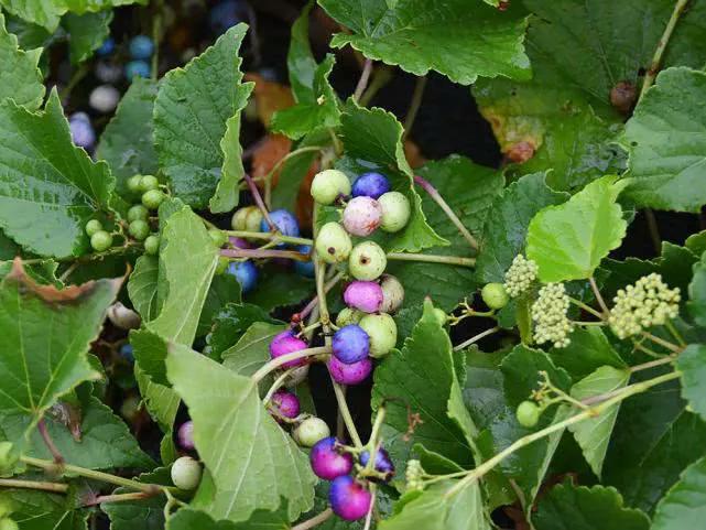 各种蔬菜水果祖先的样子,各种蔬菜祖先