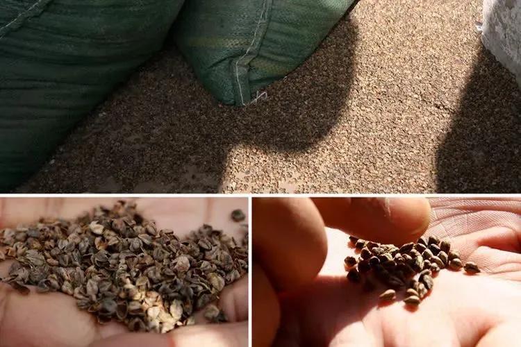 黑珍珠黑苦荞茶四川大凉山荞麦茶,威宁黑苦荞胚芽茶