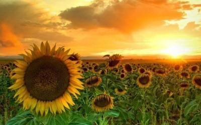 有爱就有奇迹英语,有爱就有奇迹全集