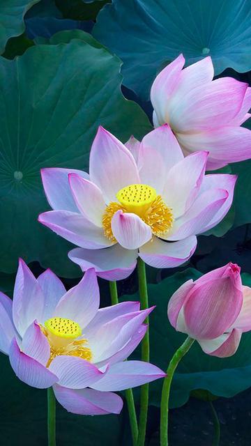 咏百合花古诗,咏荷花的歌