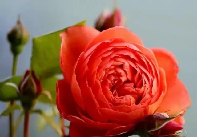 100种玫瑰图片大全,介绍100种不同品种的玫瑰视频