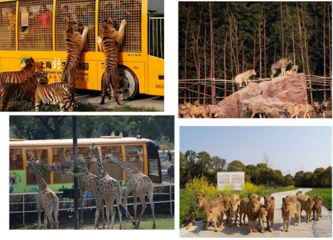 上海松江区亲子游玩地点推荐,上海亲子骑行路线推荐