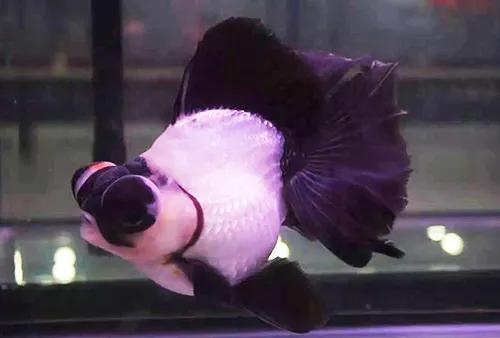 鱼缸水发浑发臭咋回事,鱼缸刚换的水就变浑浊发臭