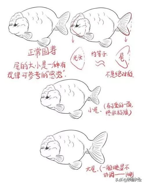 金鱼要怎样买才不会被坑,买金鱼的时候如何选才好