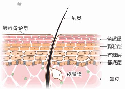 清爽头皮不掉发洗发露,洗发露去屑止痒留香持久干头发