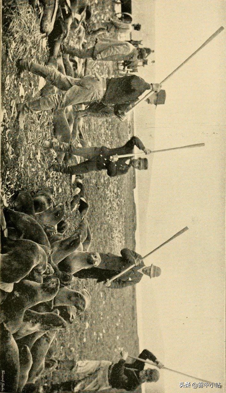 最便宜阿拉斯加多少钱,最便宜又大的阿拉斯加