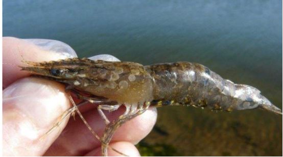 对虾养殖如何防控,对虾养殖风险期及注意事项