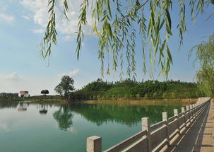 我的家乡周口沈丘作文,我的家乡沈丘论文