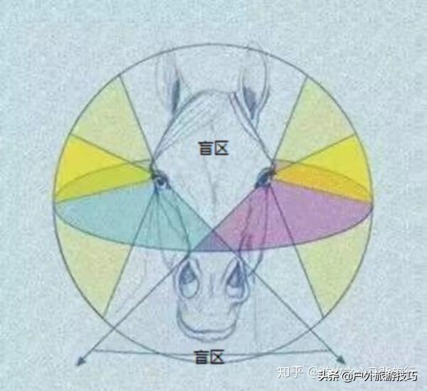 如何纠正马踢人,怎么防止马踢人