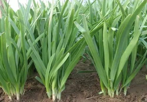 割完韭菜,韭菜为什么割完一茬还有一茬