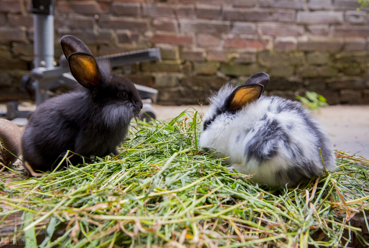 兔子腿化脓了然后死掉了,兔子伤口化脓肉腐烂不愈合