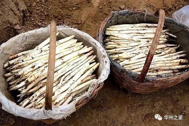 华州区这里出土“白象牙”,种一次可连续采10年到15年!