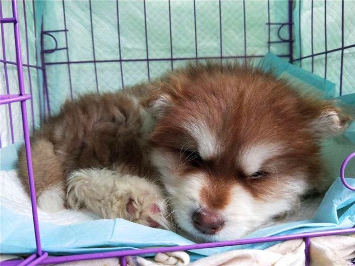 狗狗打完疫苗会有不良反应吗,狗狗打疫苗后不良反应多久能正常