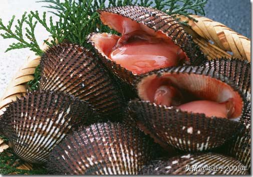 大连鱼市海鲜贝类品种,大连贝类海鲜图片大全