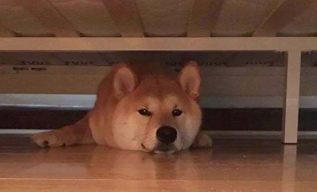 狗狗躲在床底下是表达什么意思,狗狗为什么喜欢躲床底下睡觉