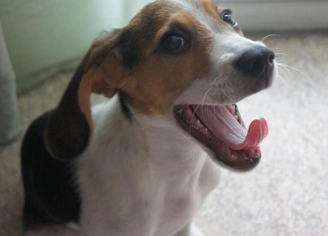 狗狗口腔护理小知识大全,狗狗的牙齿怎么护理最合理