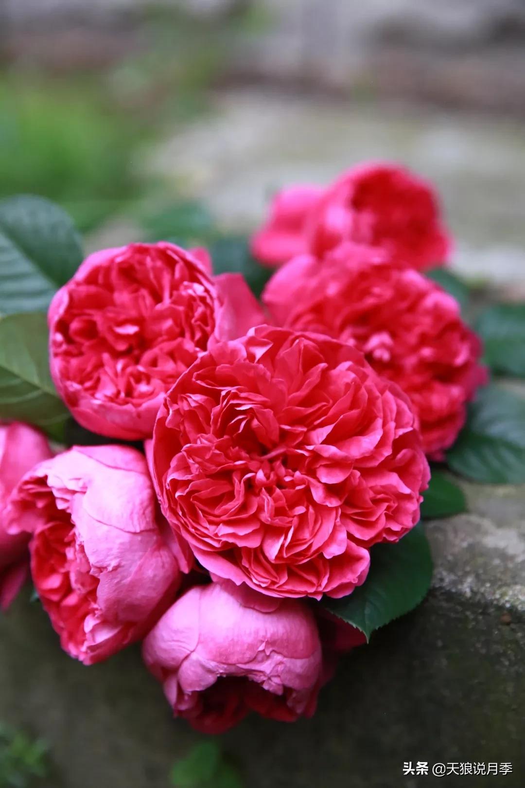 唤作「蔻丹」的月季，应该有怎样的风情？