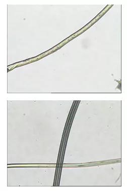 纯聚酯纤维的外观特点,聚酯纤维是一种化纤