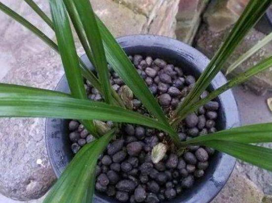 不换盆也能改善土壤,土壤板结不用怕一招解决