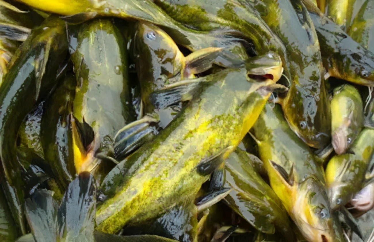 什么原因导致黄骨鱼腹水,黄颡鱼腹水症状