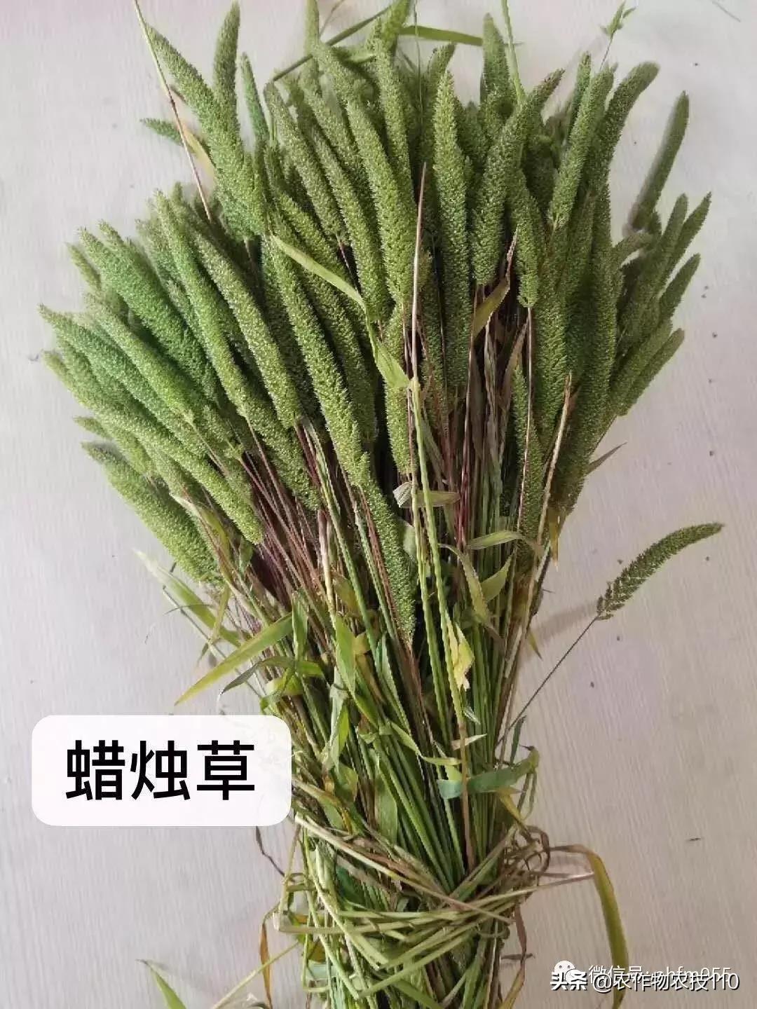 955·农技】一周微农事咨询信留言精选+专家回复