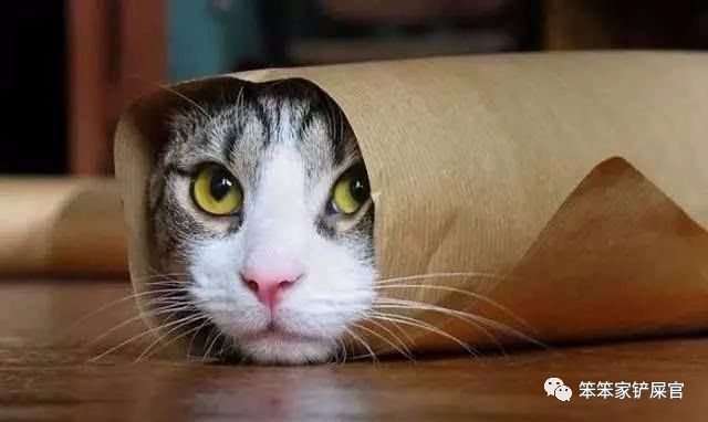 猫咪做了过敏原检测脱敏需要多久,猫咪容易过敏吃什么猫粮