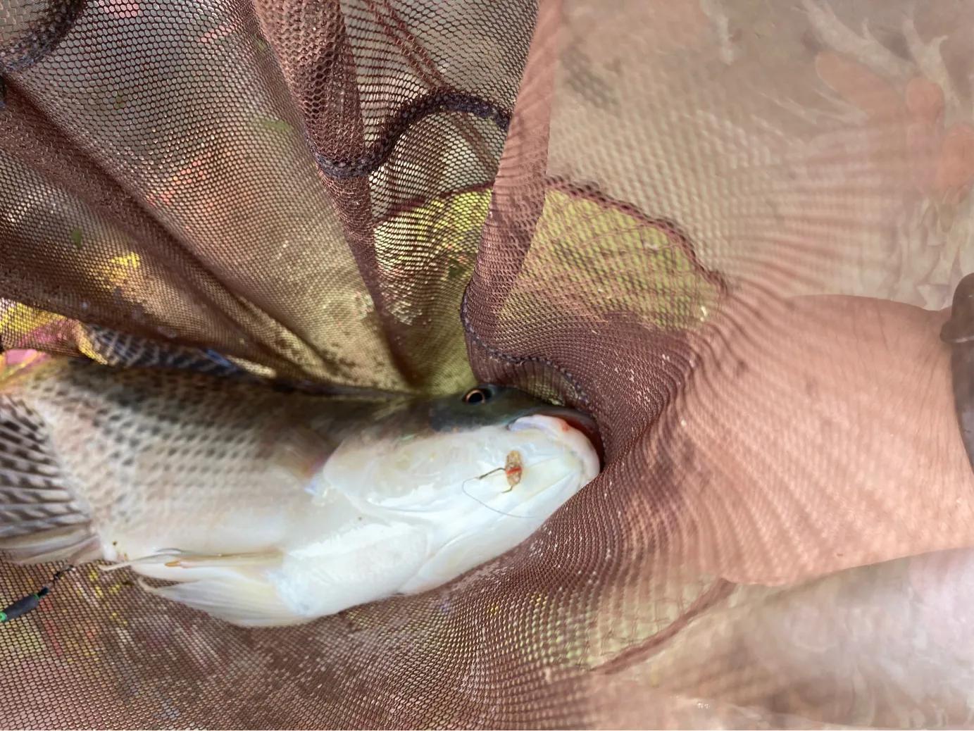 野钓用鲜虾饵钓鱼有效果吗,钓鱼避小杂鱼