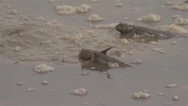 霞浦岐山村做跳跳鱼,霞浦滩涂捕捉跳跳鱼