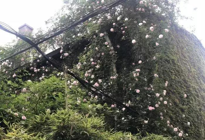 上海十大高端国际幼儿园,上海10所高端小众幼儿园盘点