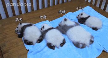 国内可以看熊猫吗,看熊猫要到哪里看