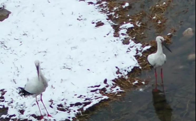 全国林草生物多样性保护成就展,林业生物多样性保护