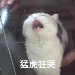 猫咪拉肚子吃蒙脱石散用量,猫咪绝育后拉肚子怎么回事