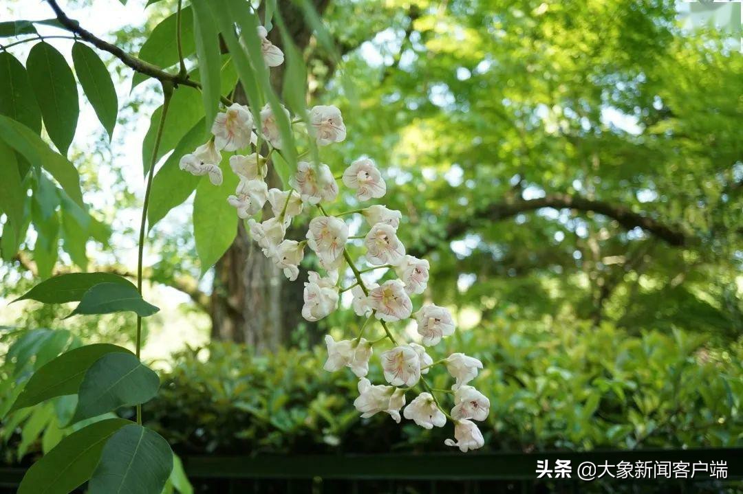 中国的珍稀植物,史上最稀有的十大植物