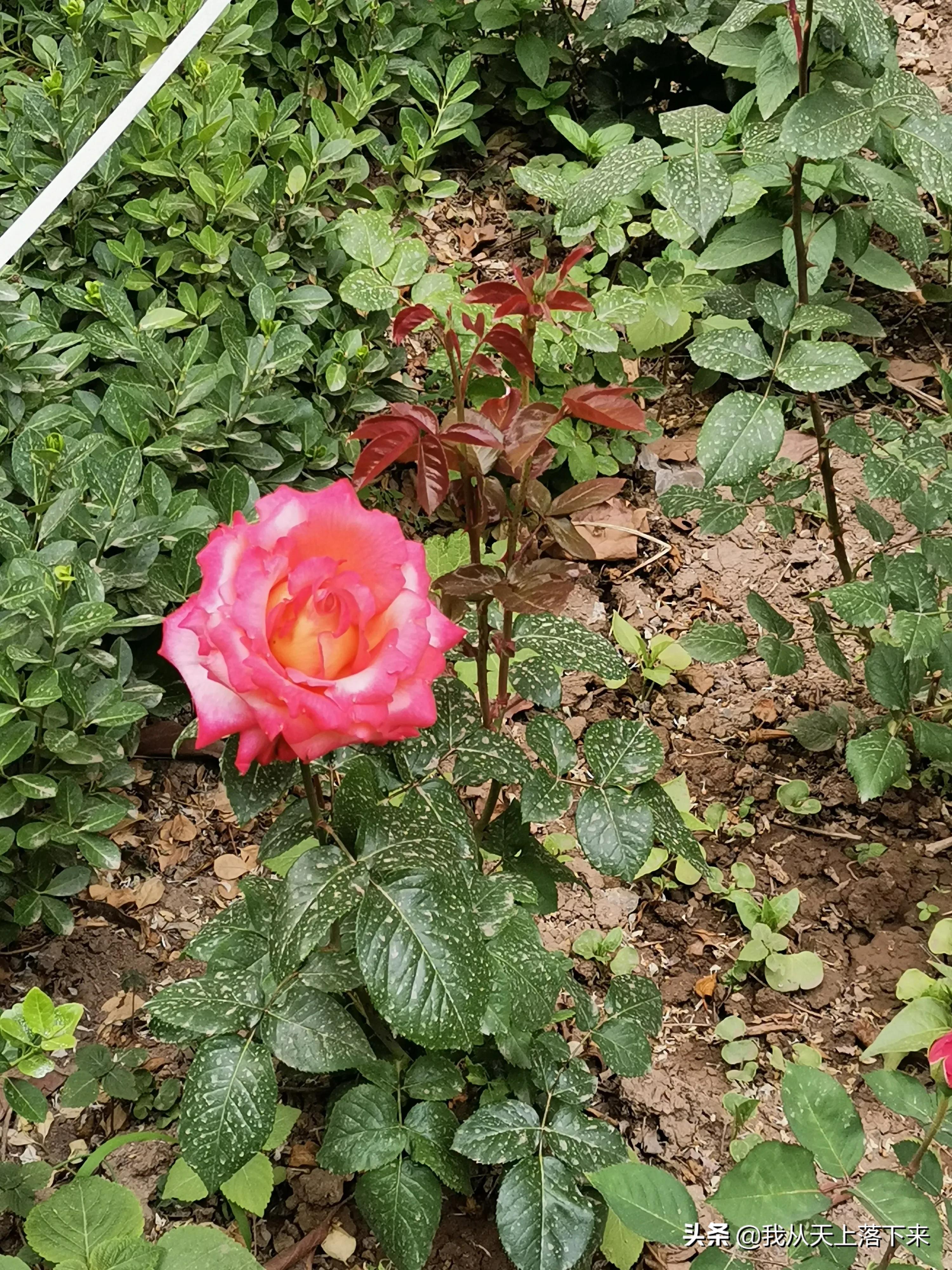 100张花朵美图,100张花图片大全