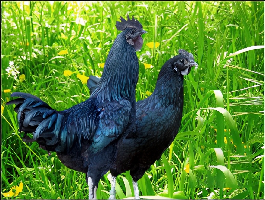 农村小伙养6000只鸡,养一万只黑鸡一年利润