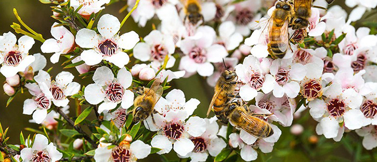 麦卢卡蜂蜜讲解,正宗麦卢卡蜂蜜如何选