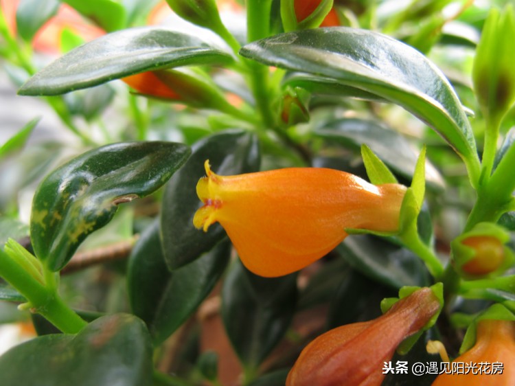 金鱼吊兰怎样养护才茂盛,金鱼吊兰开花后像小金鱼一样漂亮