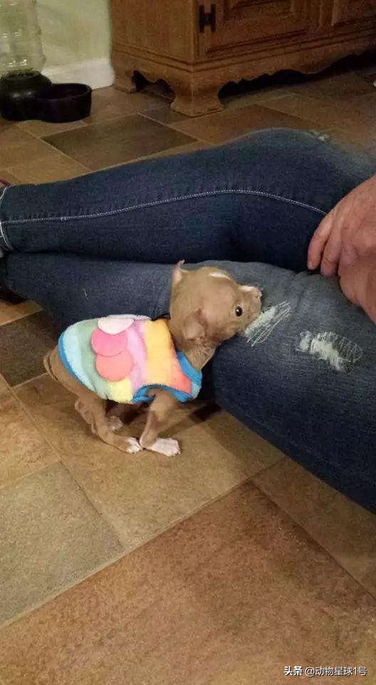 唇腭裂的小狗,唇裂小狗修复了可以养活吗