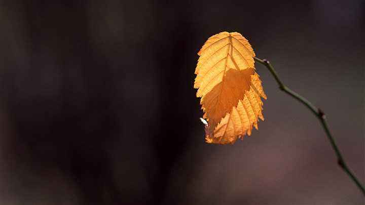 悲情丑角，莱昂卡洛斯