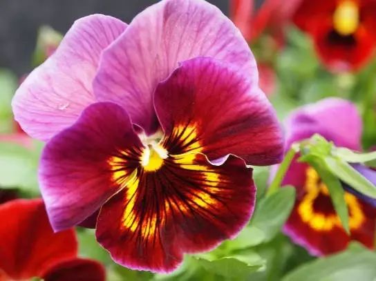 三色堇是一种花吗,鬼脸花三色堇