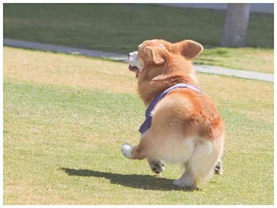 狗狗一胎生一个小狗正常吗,狗狗一胎生20个宝宝