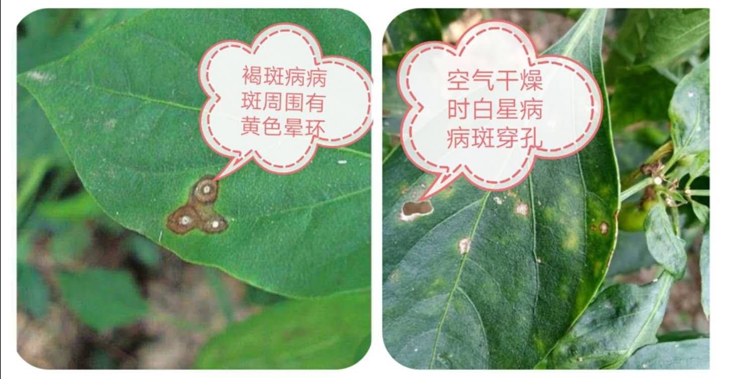 辣椒疫病怎样物理防治,辣椒白星病能彻底根治吗