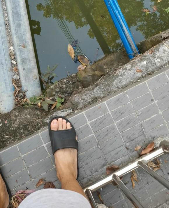 广州生态甲鱼,生态环境改善娃娃鱼现身长江