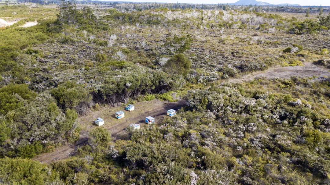 什么是麦卢卡蜂蜜,什么是麦卢卡