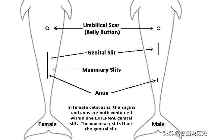海里的哺乳动物是如何喂奶,海洋哺乳动物是怎么呼吸的
