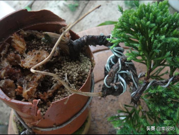 盆景树桩舍利怎么制作,盆景老桩镂空舍利的制作