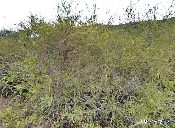 岗松有几个品种,岗松盆景的寓意是什么