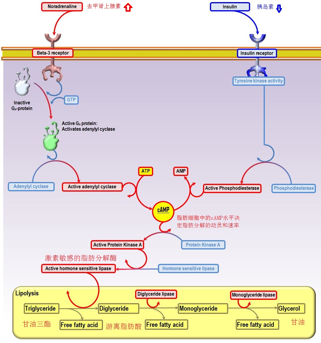 突然饿得慌是怎么回事,饿得慌了心慌哆嗦是怎么回事