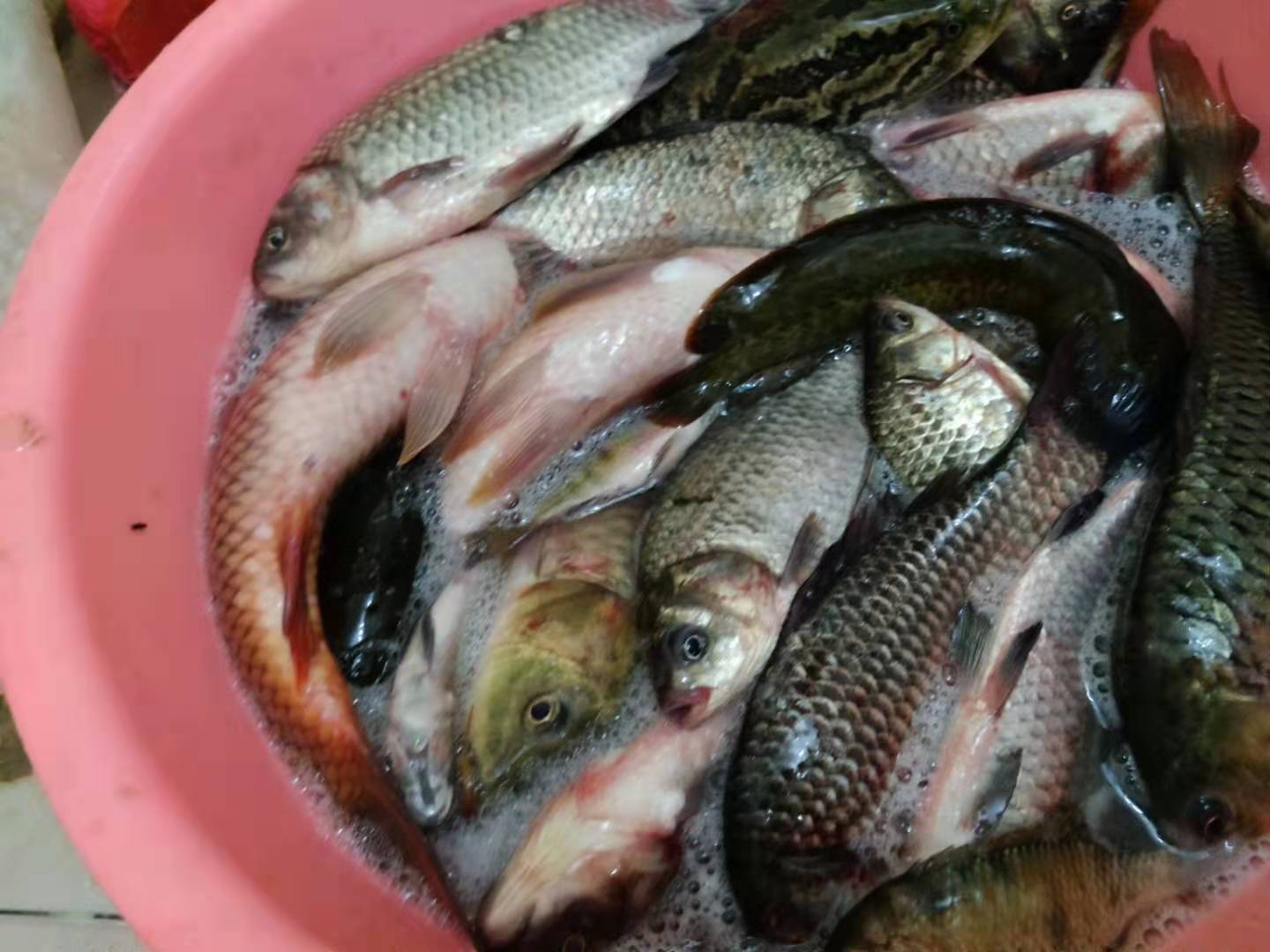 深秋鱼难钓,为什么秋冬季节鱼儿不好钓